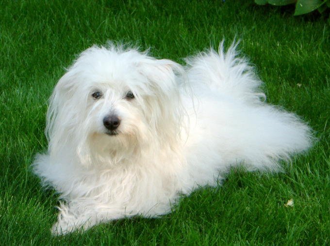 coton_de_tulear.jpg